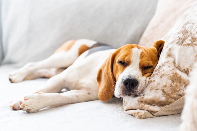 beagle sleeping on couch; does your dog have a fever