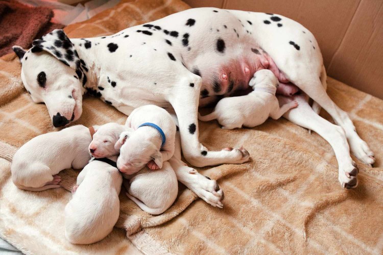 mom dalmation dog with newborn litter of puppies