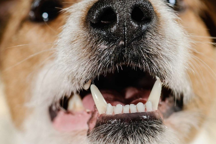 White dog teeth and fangs of young terrier (close up)