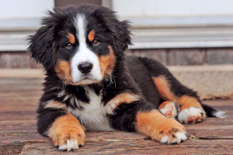 Bernese mountain dog puppy lying on deck; what to do if your puppy gets hiccups