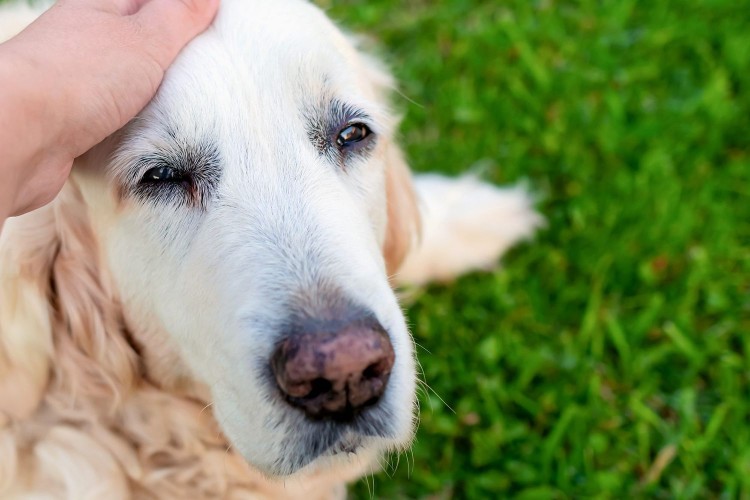 woman petting senior dog; How To Help Your Senior Dog With Incontinence Troubles