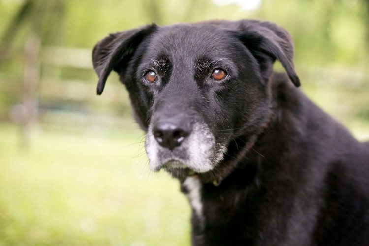 senior black lab with graying muzzle