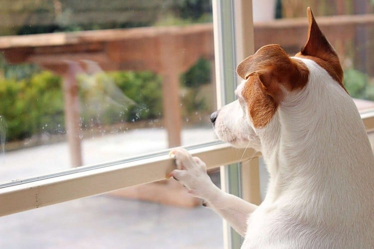 dog looking out the window