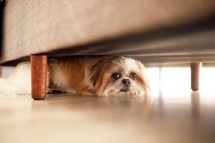 scared dog hiding under couch; why are dogs scared of fireworks?