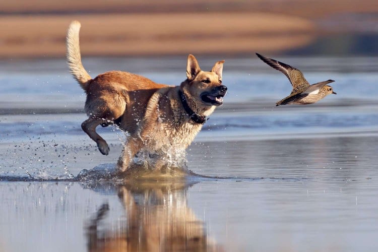 dog chasing bird in water