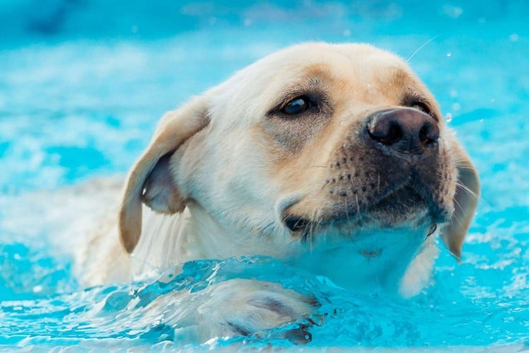 golden retriever swimming in swimming pool