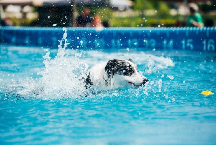 dog dock diving into a pool to retrieve yellow plastic toy