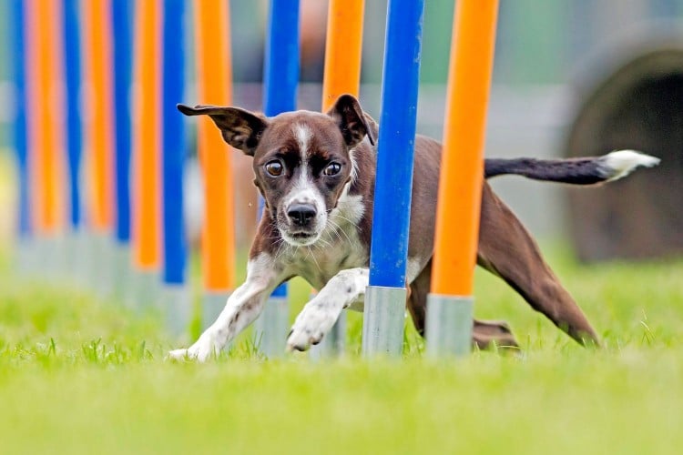 agility training dog running through blue and orange weave poles on an outdoor agility course