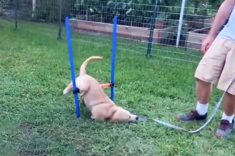 dog fails very hilariously at obstacle course