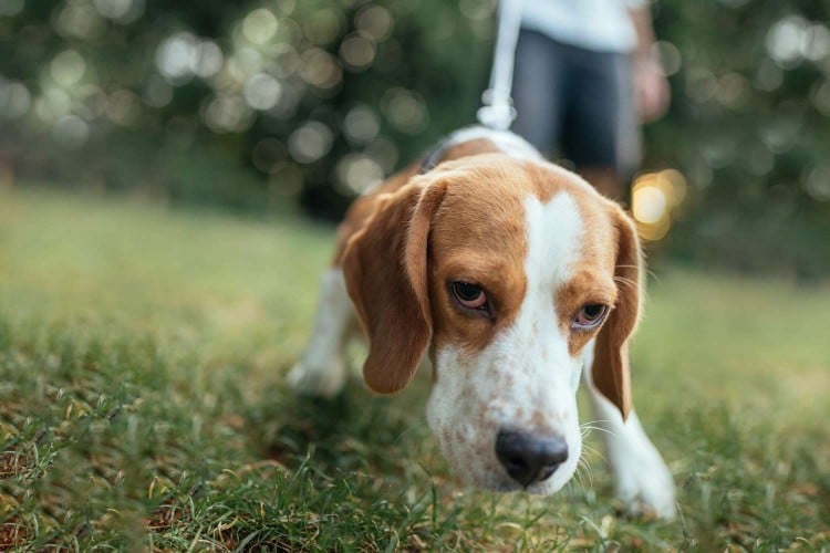 close up of a dog scent training in a park