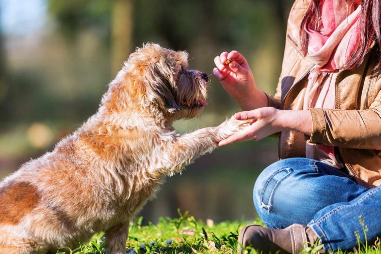 woman training dog with treats