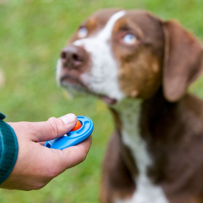 clicker training with a Louisiana Catahoula Leopard Dog