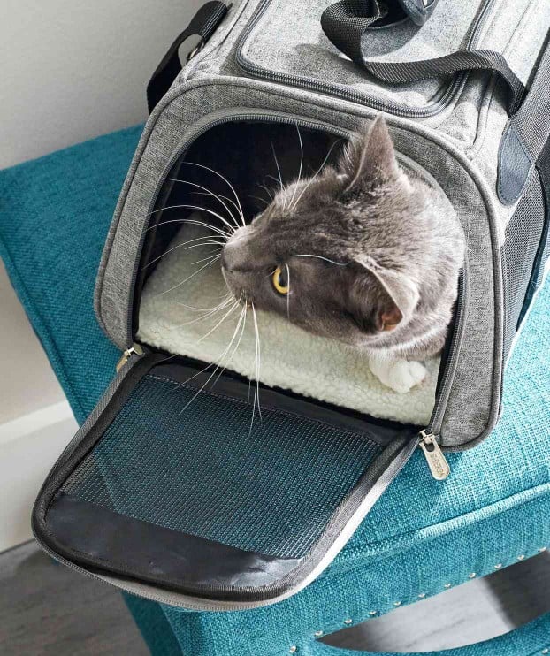 cat in carrier