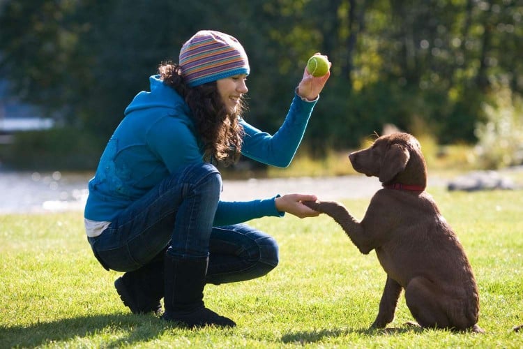 woman training dog to fetch in park