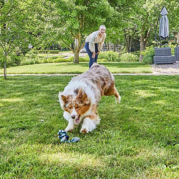 dog fetching toy