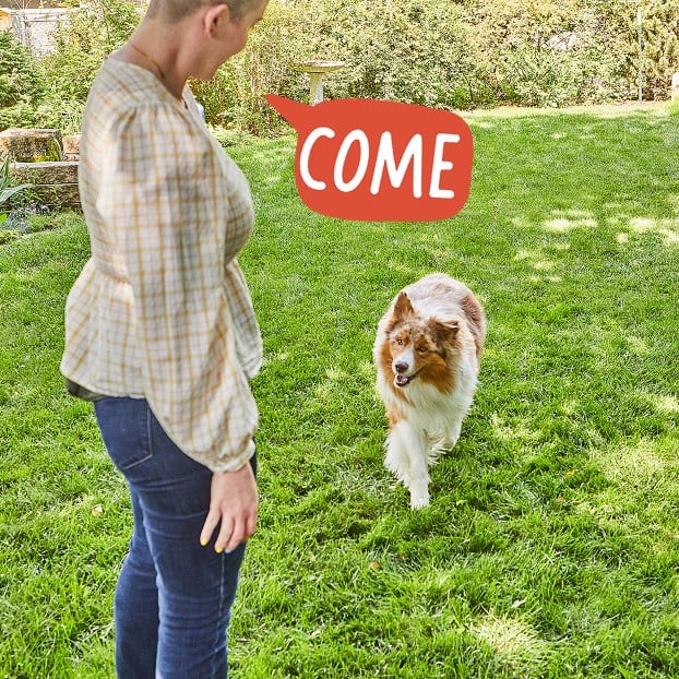 telling your dog to come