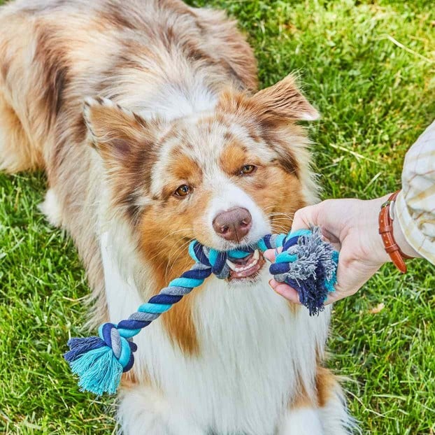 dog tugging on braided rope toy