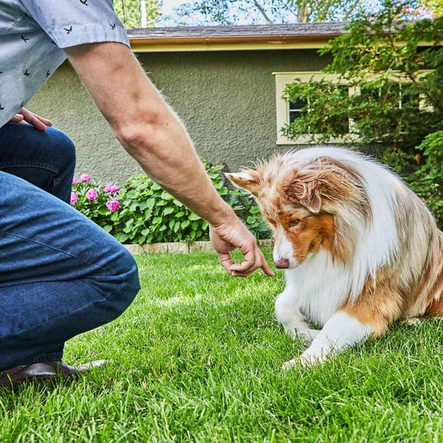 teach a dog to lay down