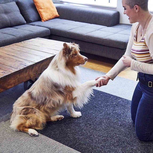 Owner smiles and shakes dog's paw