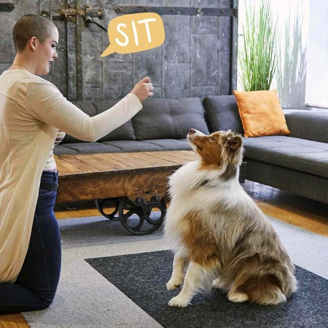 sit cure in speech bubble with dog sitting