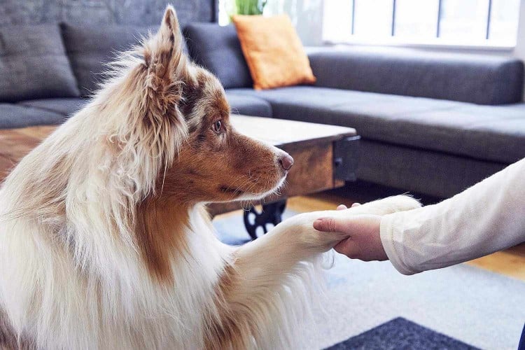 Long-haired dog shakes owner's hand in living room