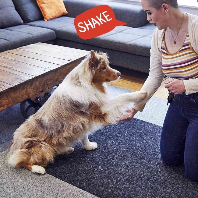 teaching a dog to shake