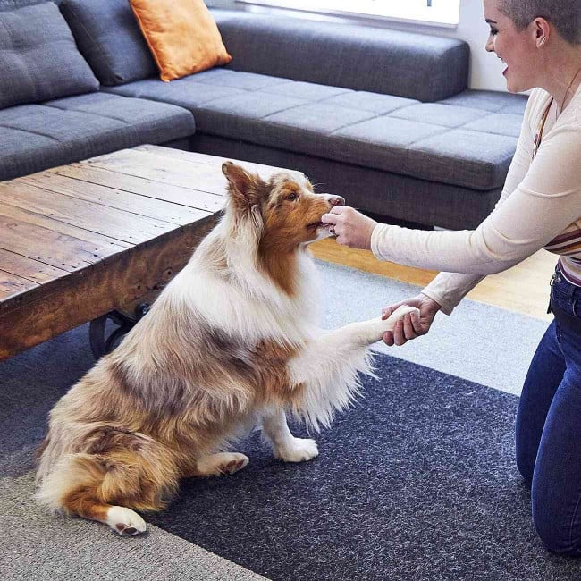 Dog eats treat from owner's hand after shake