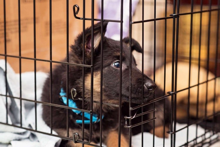 puppy in crate: how to crate-train your puppy