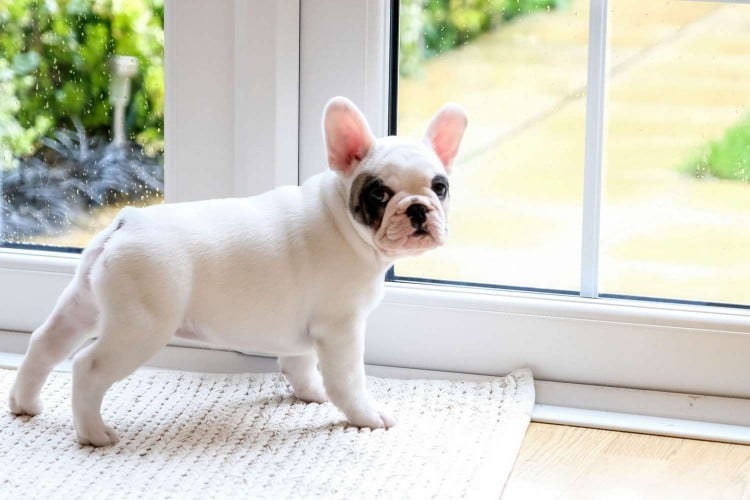 french bulldog waiting by door to go outside