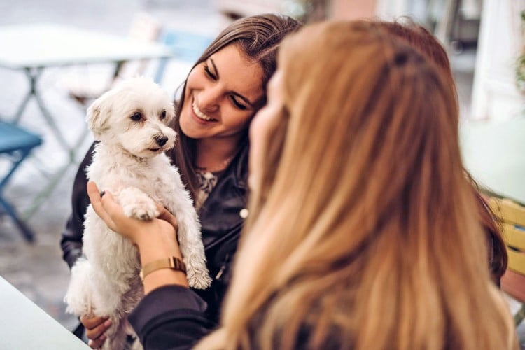 a puppy meeting a new human friend at an outside cafe; how to socialize a puppy