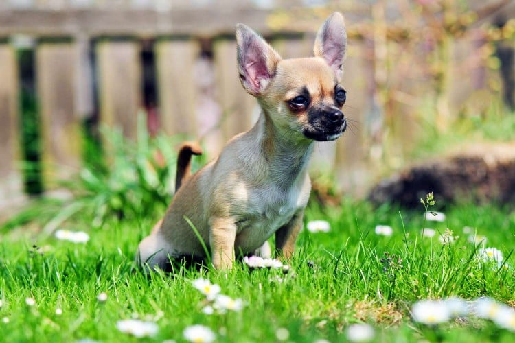 Chihuahua going potty in the backyard