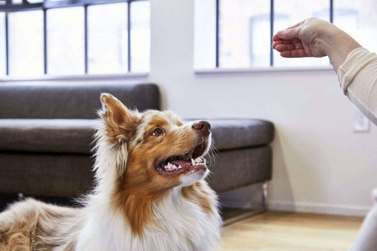 woman holding treat up for dog; How to Teach a Dog to "Roll Over"