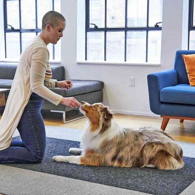 Dog lays down as owner shows treat on knees