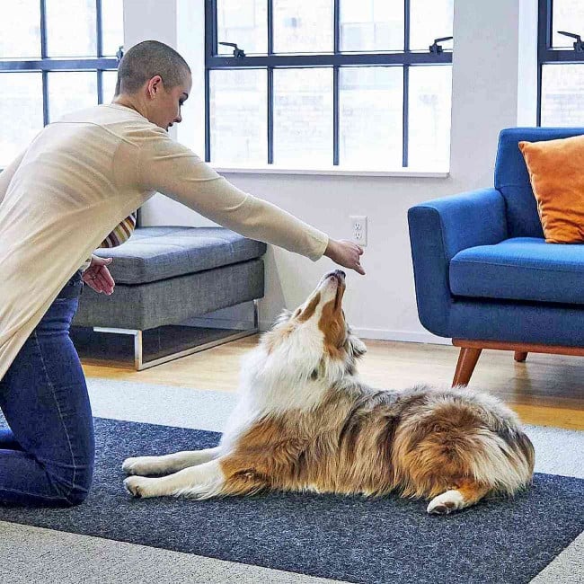 Owner leads dog's head over to roll over onto back