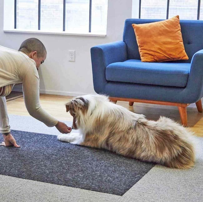 Dog sniffs treat after completing roll over