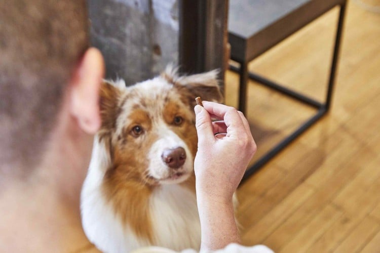 Dog looks upward at treat in owner's hand while sitting