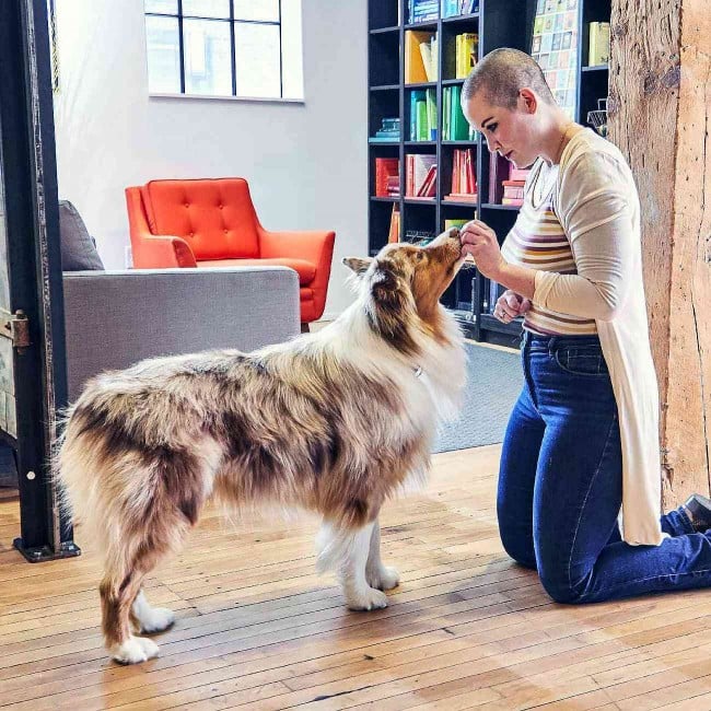 Dog stays in standing position and is rewarded by owner