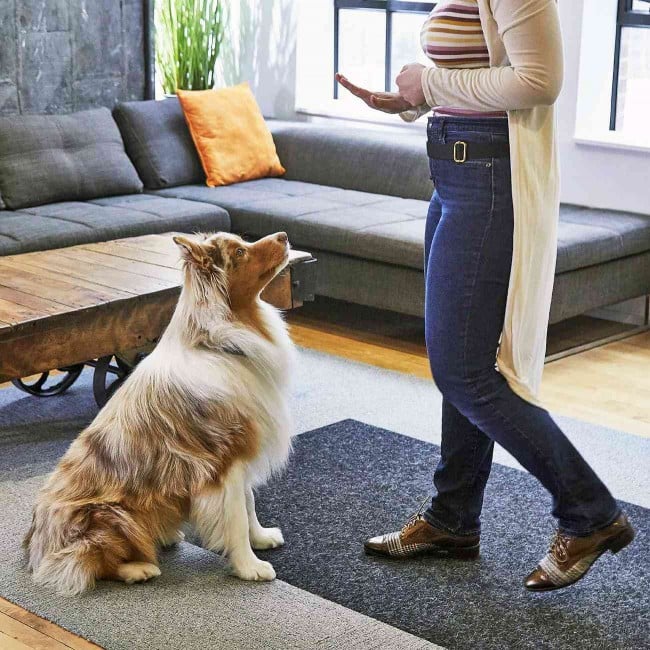 Owner signals stay to sitting dog