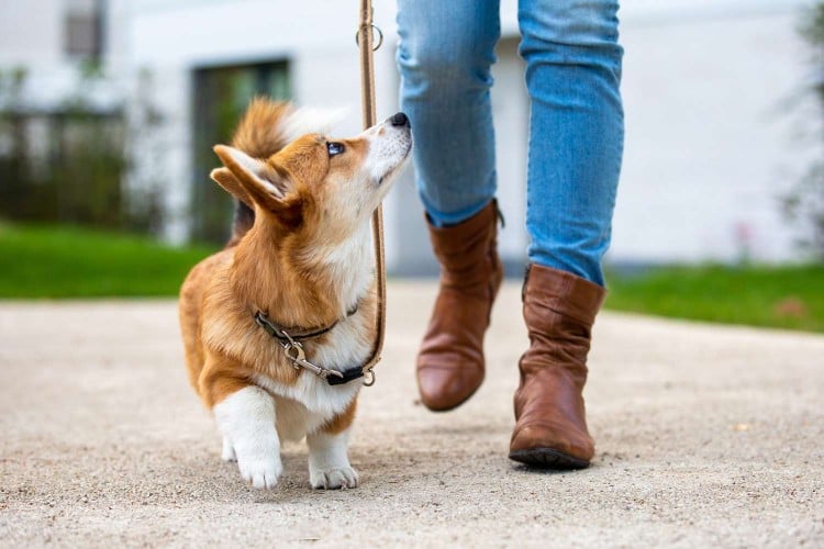 Corgi puppy on leash looks up at owner while on walk