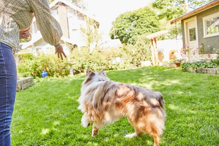 tossing treat for dog to go after