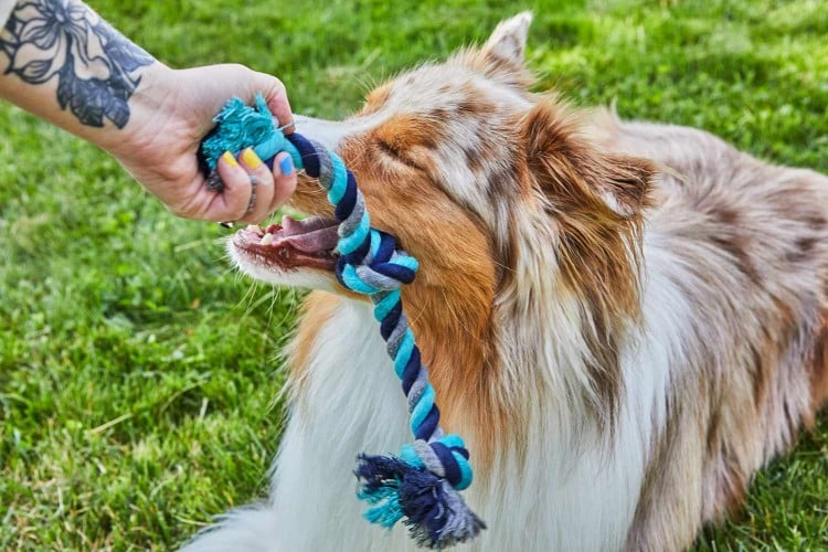 playing tug of war with dog and a blue braided rope