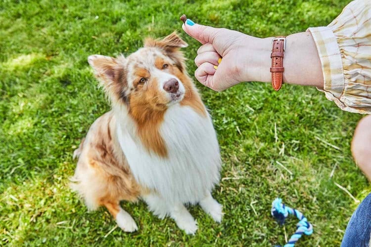 showing dog treat