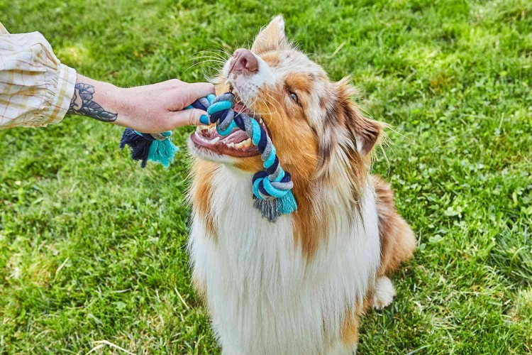 trainer initiating a tug of war game with dog