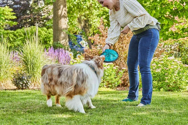 dog playing with frisbee