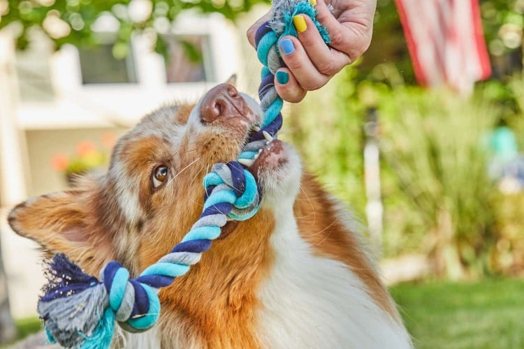 dog playing with toy closeup