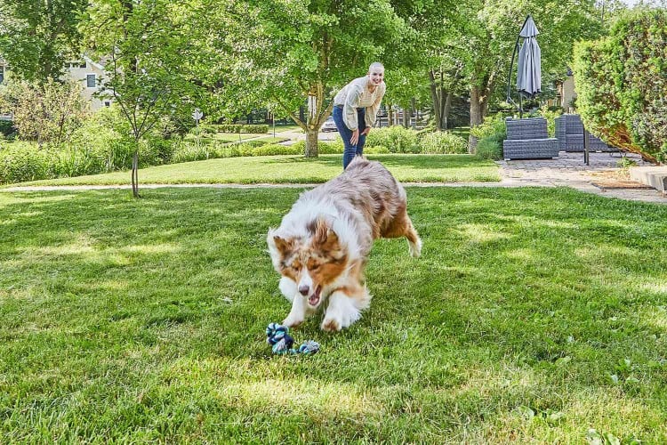 dog fetching running for toy