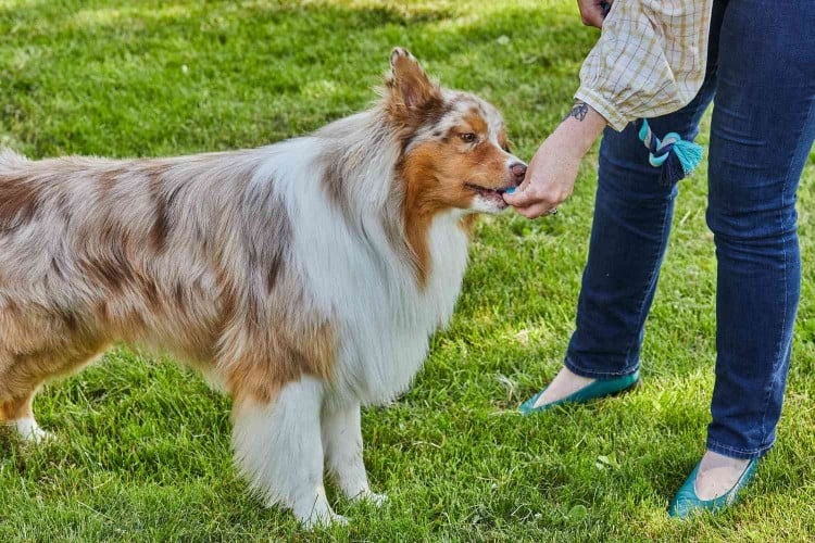 giving dog treat