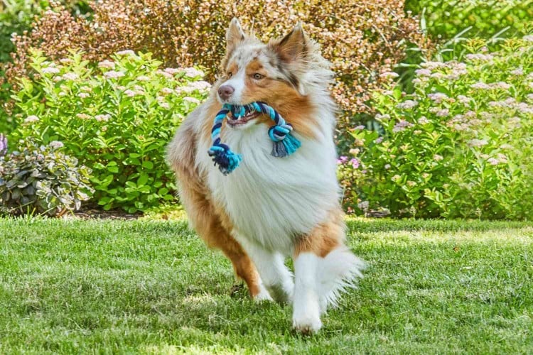 dog playing fetch running with toy