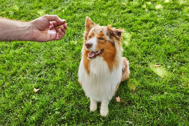 showing dog treat