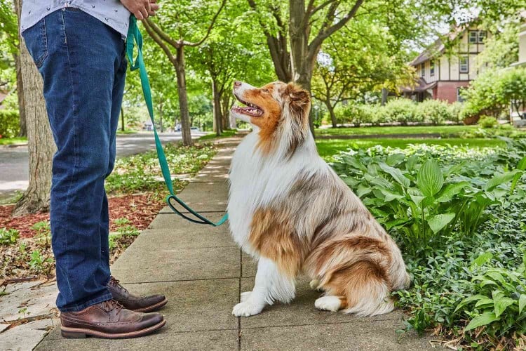 man standing in front of dog